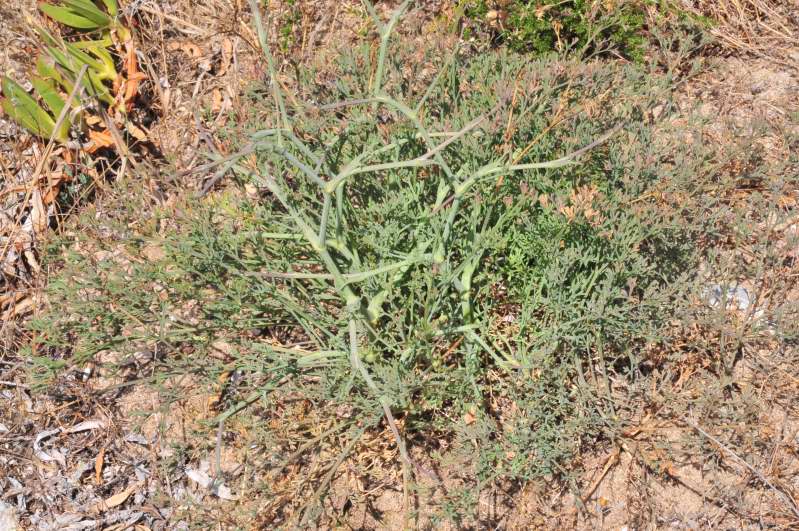 Seseli tortuosum / Finocchiella mediterranea